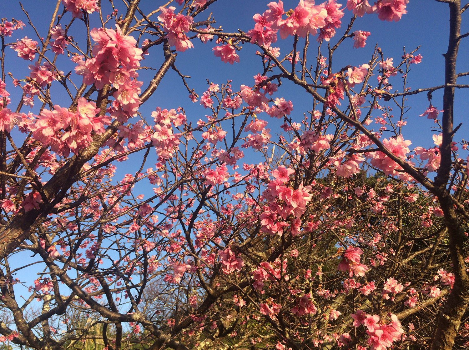 2017第10回今帰仁グスク桜まつりに行ってきた!